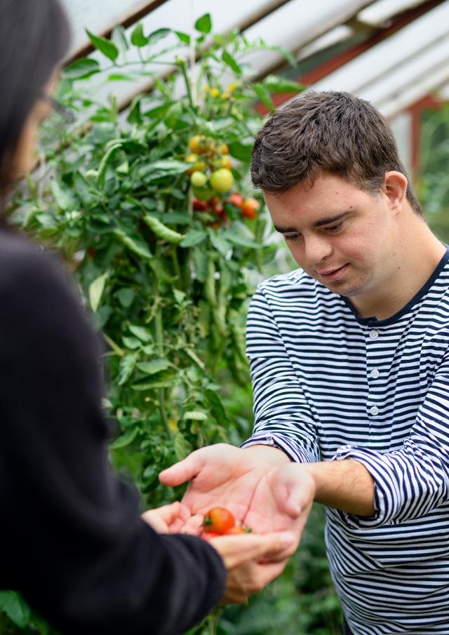 Two people beside a tomato plant with a person dressed in black handing a tomato to a young man dressed in a striped top. 